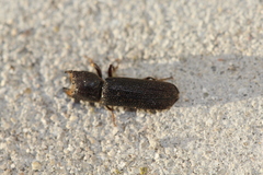Bostrychoplites cornutus