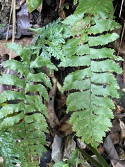 Hymenasplenium excisum