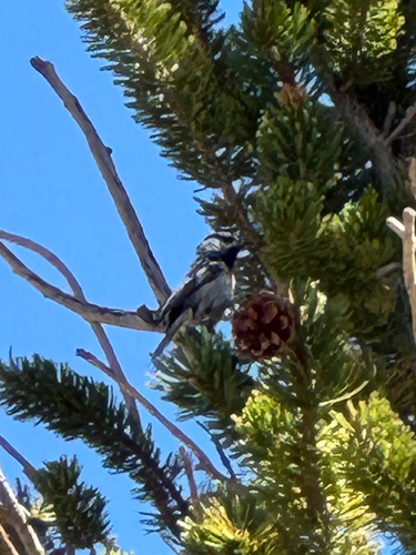 iNaturalist observation photo of Mountain Chickadee