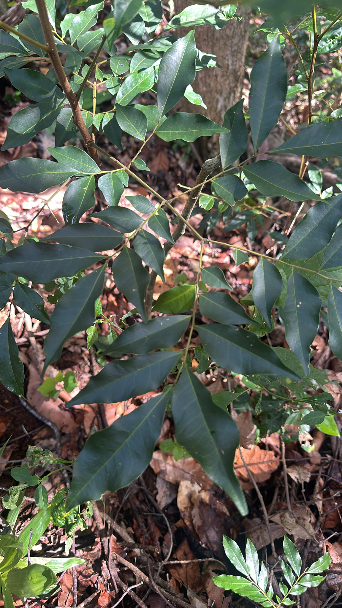 Imagem de Pararchidendron pruinosum