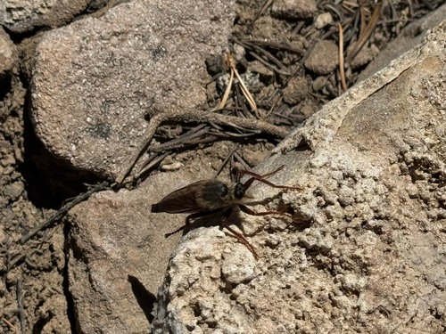iNaturalist observation photo of Common Rusty Robber