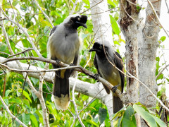 Azure-Naped Jay photo 2