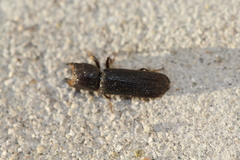 Bostrychoplites cornutus