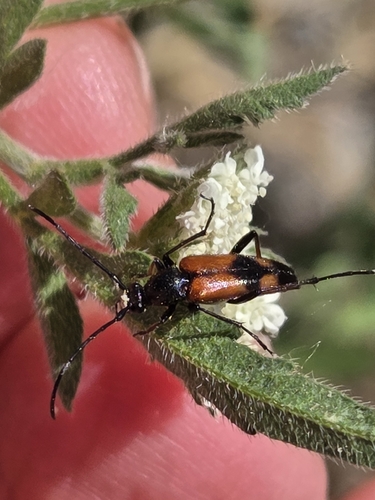 Stenurella bifasciata