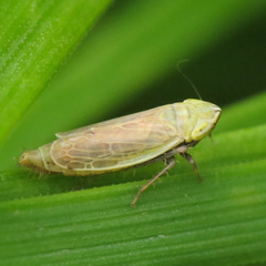 Arthaldeus pascuellus