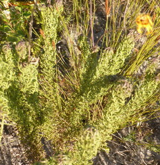 Euryops ursinoides