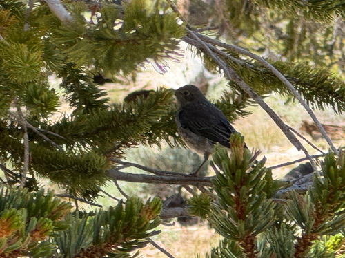 iNaturalist observation photo of Mountain Bluebird