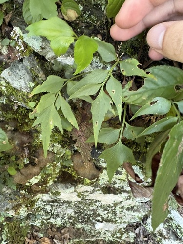 Asplenium falcatum observed 2026-06-29