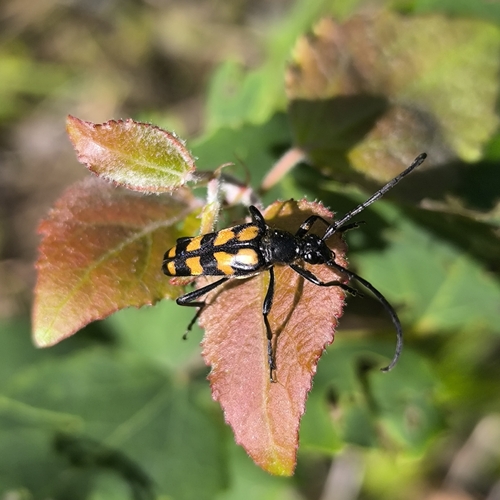 four-banded longhorn beetle