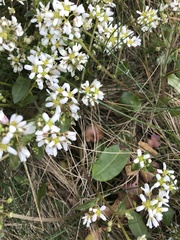 Cochlearia officinalis