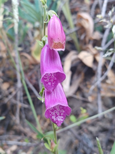 purple foxglove