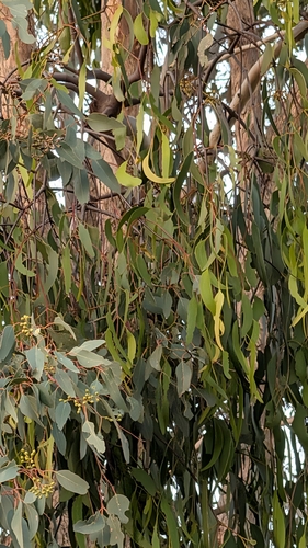 Box Mistletoe