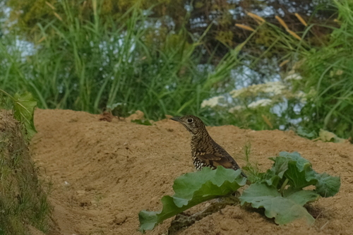 Scaly Thrush