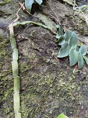 Rhaphidophora hongkongensis