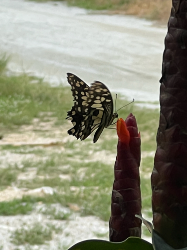 Lime Swallowtail