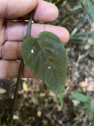 Cissus vinosa observed 2026-07-04
