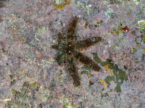 Coscinasterias acutispina observed 2026-07-04