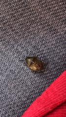 Neottiglossa pusilla