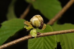 Phytoptus avellanae