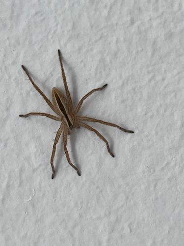 Green Huntsman Spider