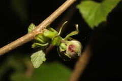 Phytoptus avellanae