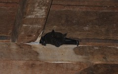 Phyllostomus hastatus