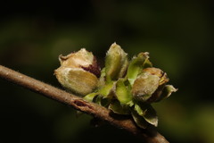 Phytoptus avellanae
