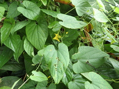 Thladiantha punctata