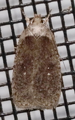 Agonopterix clemensella