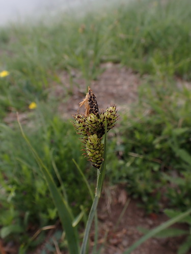 Carex raynoldsii, photograph 3