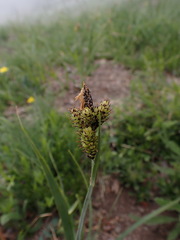 (c) elik03, some rights reserved (CC BY) Carex raynoldsii, photograph (c) elik03, some rights reserved (CC BY)