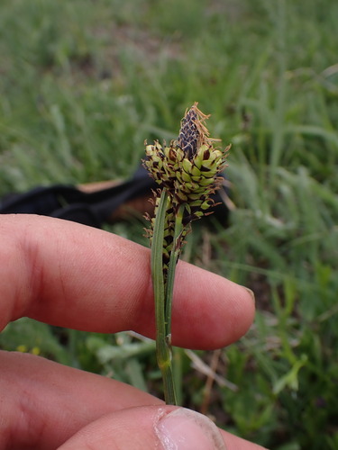 Carex raynoldsii, photograph 4