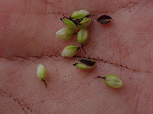Carex raynoldsii, photograph 5