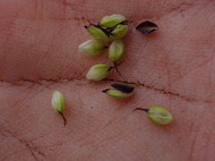 (c) elik03, some rights reserved (CC BY) Carex raynoldsii, photograph (c) elik03, some rights reserved (CC BY)