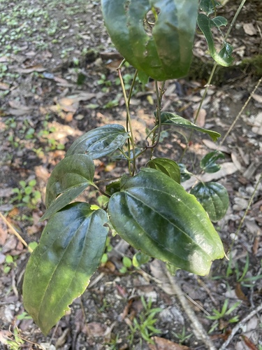 Clematis pickeringii observed 2026-07-04