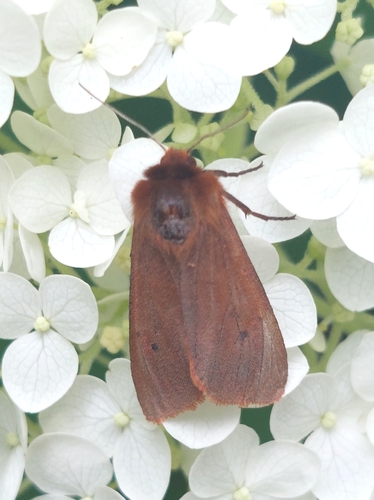 Ruby Tiger Moth