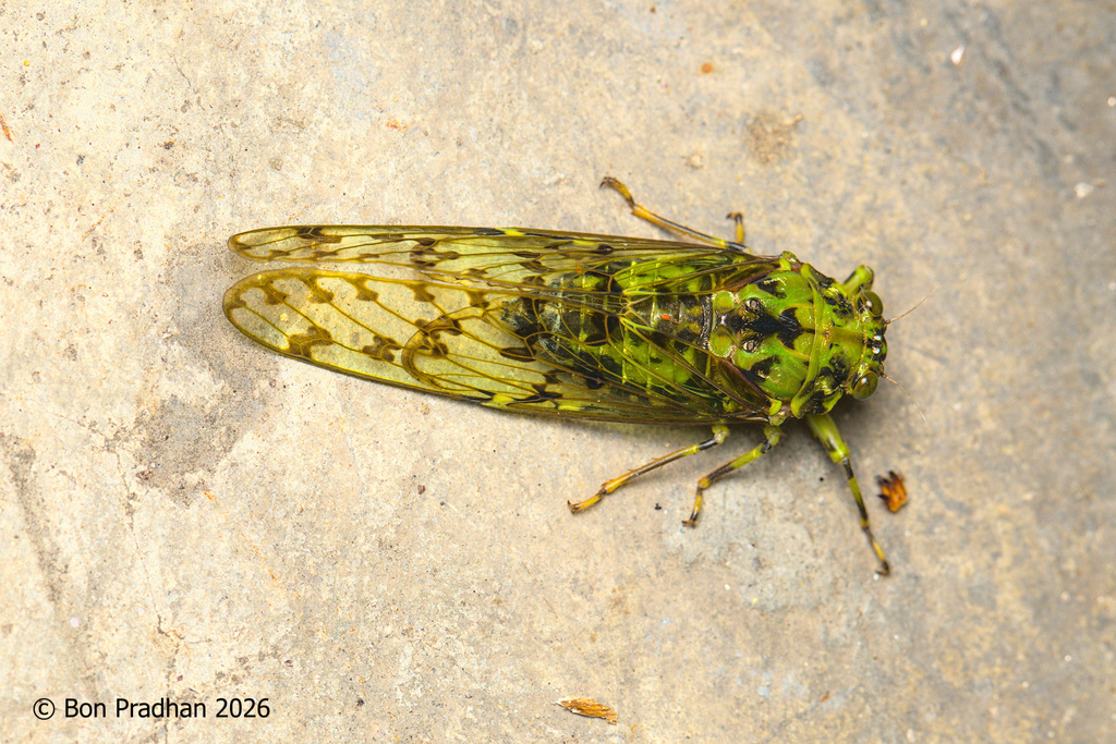 Mosaicina