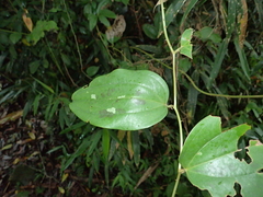 Smilax bracteata