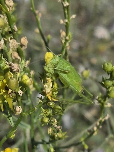 Mediterranean Katydid