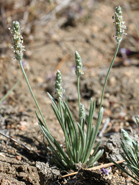 Plantago argyrea