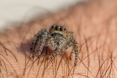 Philaeus chrysops