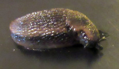 Arion distinctus