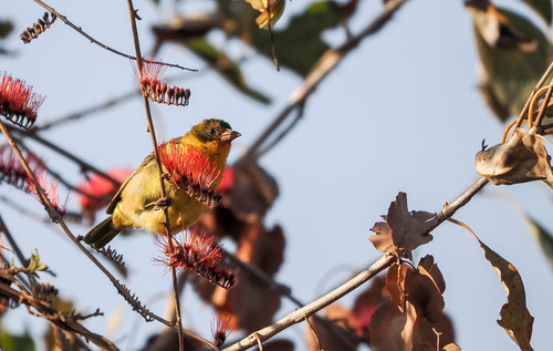 Baglafecht Weaver