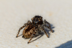 Philaeus chrysops