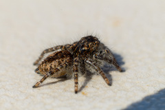 Philaeus chrysops