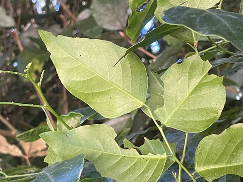 Breynia stipitata, 2026-07-04