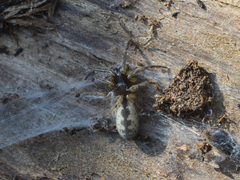 Segestria senoculata