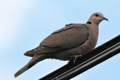 Streptopelia semitorquata