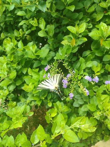 Scarce Swallowtail
