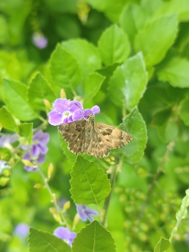 Mallow Skipper